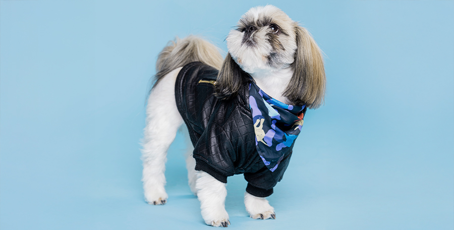 Artículos para perros que son puro amor. Artículos para perros que son puro amor.